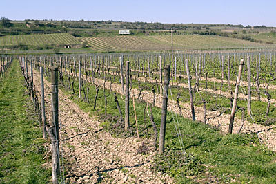 Rheintalradweg: Alsheim - Riesling pur