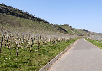 Steile Weinlagen in Nierstein