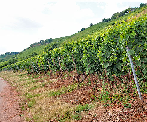Steile Weinlagen in Nierstein