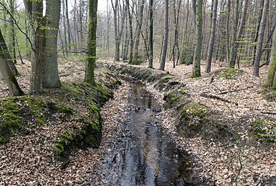 Bienwald - Wassergräben