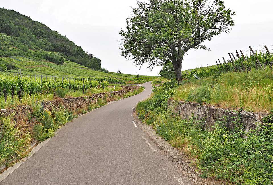 Eine kleine Straße führt von Kientzheim steil bergauf über die Hügel nach Riquewihr