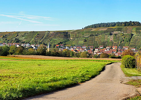 Blick über die Weinberge bei Roßwag