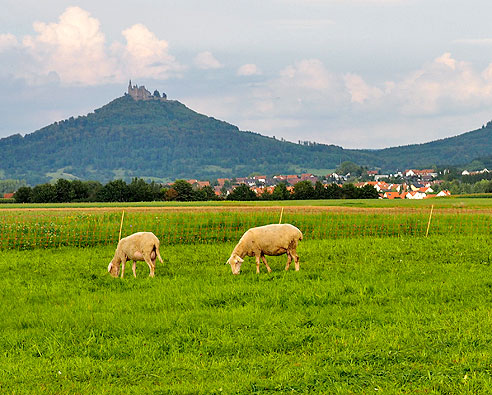 Schafe vor der Silhouette von Burg Hohenzollern