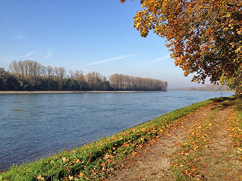 Radweg direkt am Rhein
