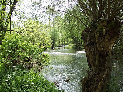 Weidenb&auml;ume
