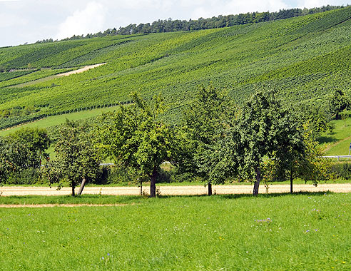 100 ha Weinbaufläche