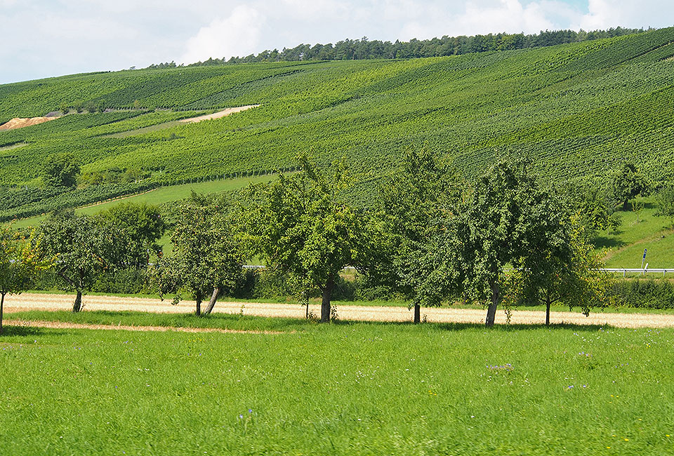 100 ha Weinbaufläche in Markelsheim