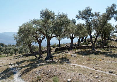 Radfahren in der Türkei: Das Kapital: Olivenbäume
