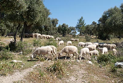 Radfahren in der Türkei: Schafherden sind allgegenwärtig