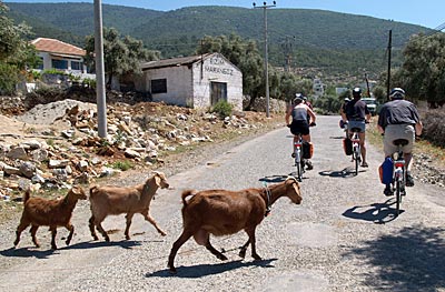 Radfahren in der Türkei: Ziegenherde wird umgepfercht