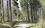 Wald