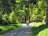 Radweg im Wald