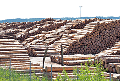 Riesiger Holzlagerplatz