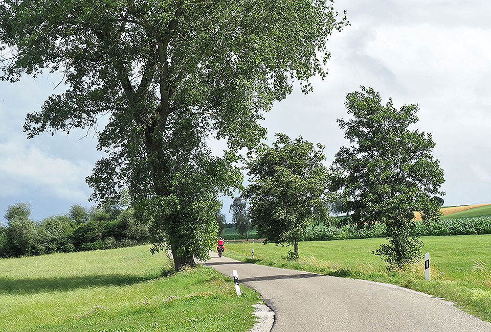 Der Radweg verläuft in einer Baumallee