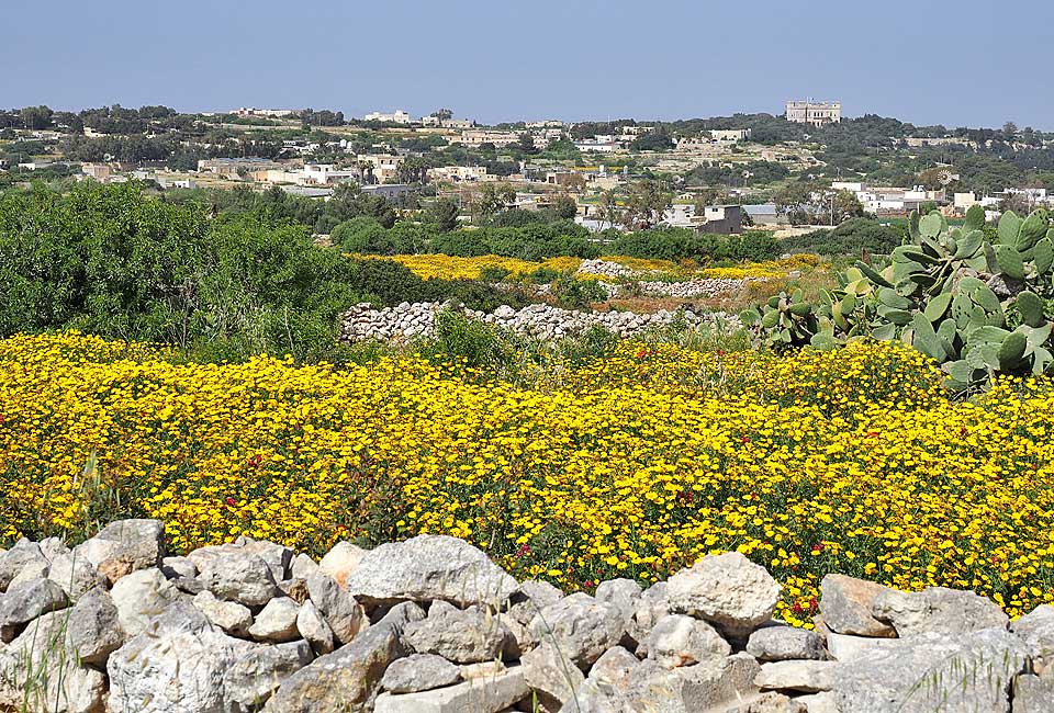 Im Frühjahr blüht es auf Malta überall