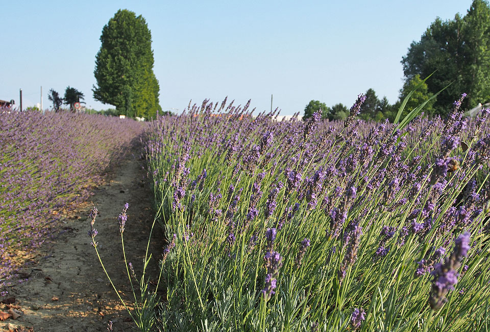 Lavendelfelder am Weg