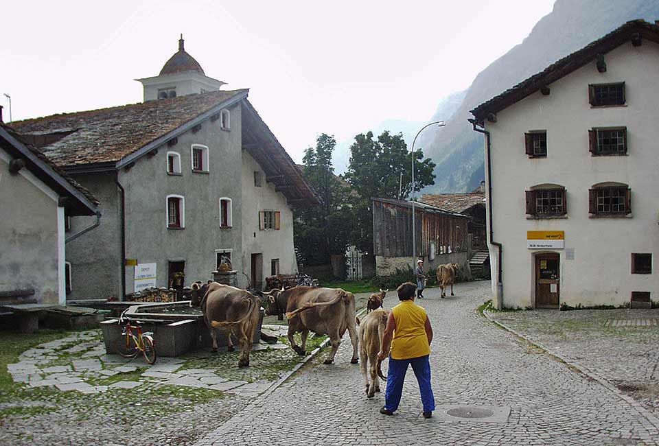 Viehtrieb in Hinterrhein