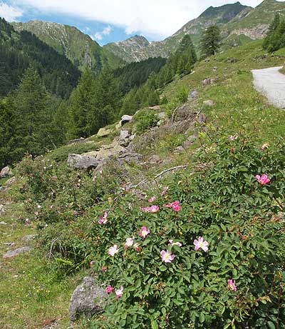 Blick ins Tal zur Maggia