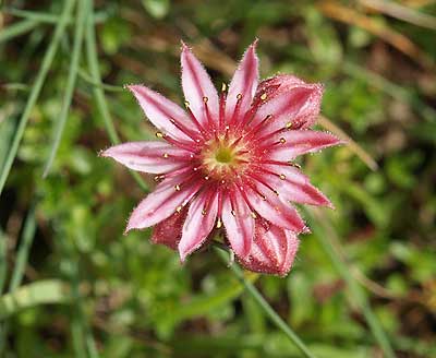 Was blüht denn hier?