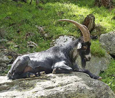 Seine Mäjestät, der Geisbock