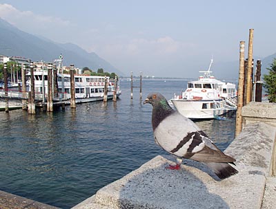 Hafen von Locarno