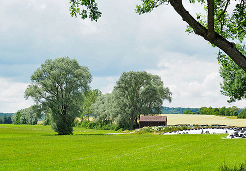 Weidenbäume formen die Landschaft