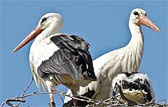 Ferienhaus Meyer Gunzenhausen