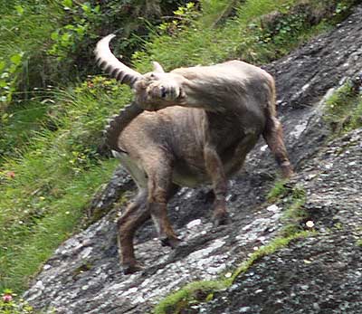 Ein Gemsbock präsentiert sich