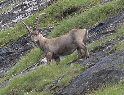 Ein Gemsbock präsentiert sich