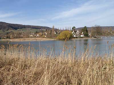 Insel im Rhein