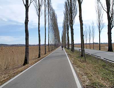 Die Pappelallee zur Insel