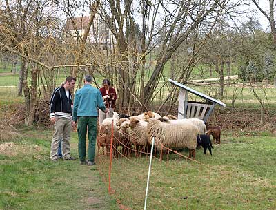 Schäfer in Aktion