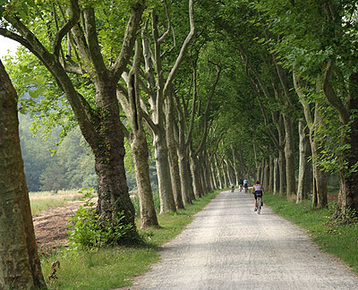 Laubwaldalle zur Mainau