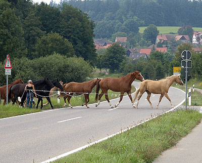 Bodenseeradweg: Gestüt am Weg