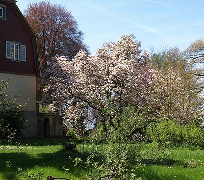 Magnolienbäume in voller Pracht