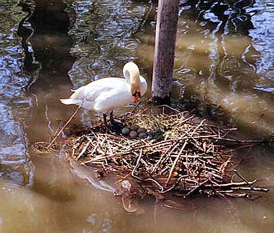 Schwanennest mit Nachwuchs