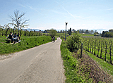 Durch Weinberge nach Lindau