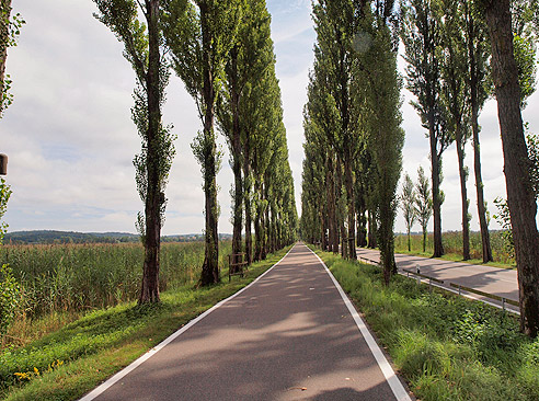 Insel Reichenau: Pappelallee zur Insel