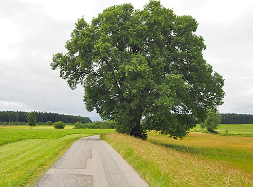 Schöne Bäume