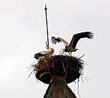 Störche auf dem Kirchturm