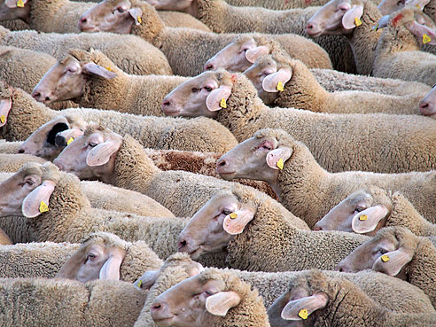 Schafherde in den Doanuauen