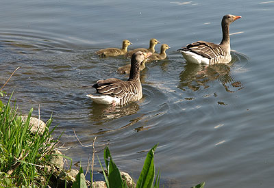 Entenfamilie in der Doanu