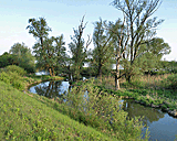 Altarme der Donau