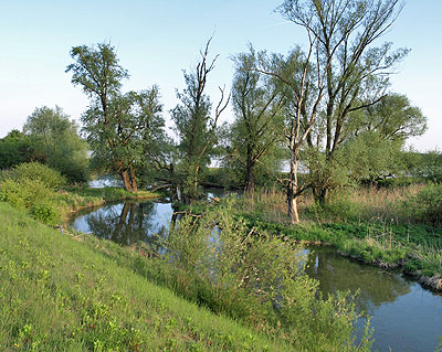 Altarme der Donau