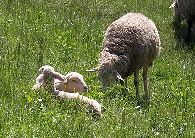 Schafe am Hochwasserdamm