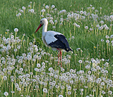 Storch am Weg