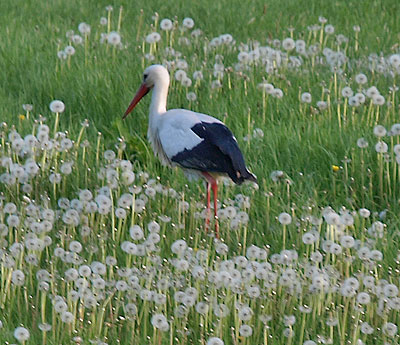 Blick auf Schloß Wörth