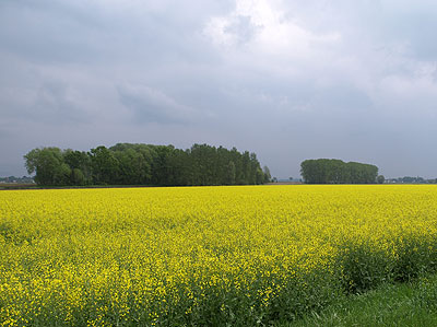 Senffelder bei Pfelling