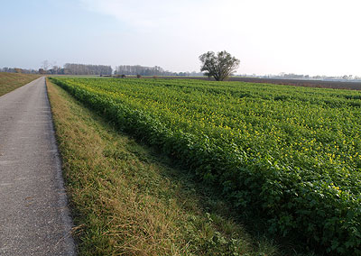Senfäcker - für den Winter gerüstet