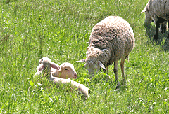 Schafe am Hochwasserdamm